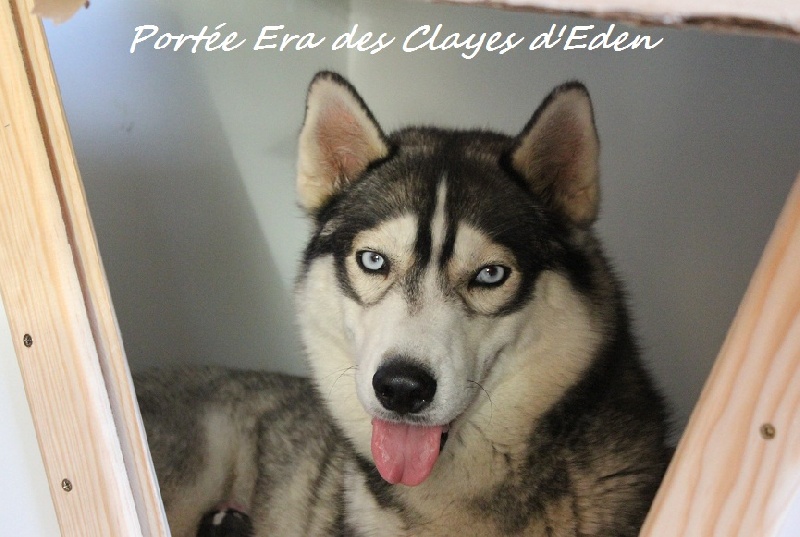 des Clayes d'Eden - Siberian Husky - Portée née le 31/10/2012