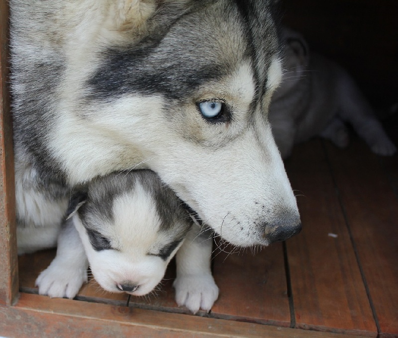 des Clayes d'Eden - Siberian Husky - Portée née le 18/04/2013