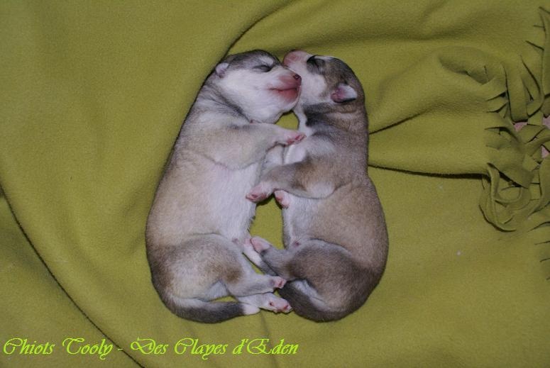 des Clayes d'Eden - Siberian Husky - Portée née le 09/11/2008