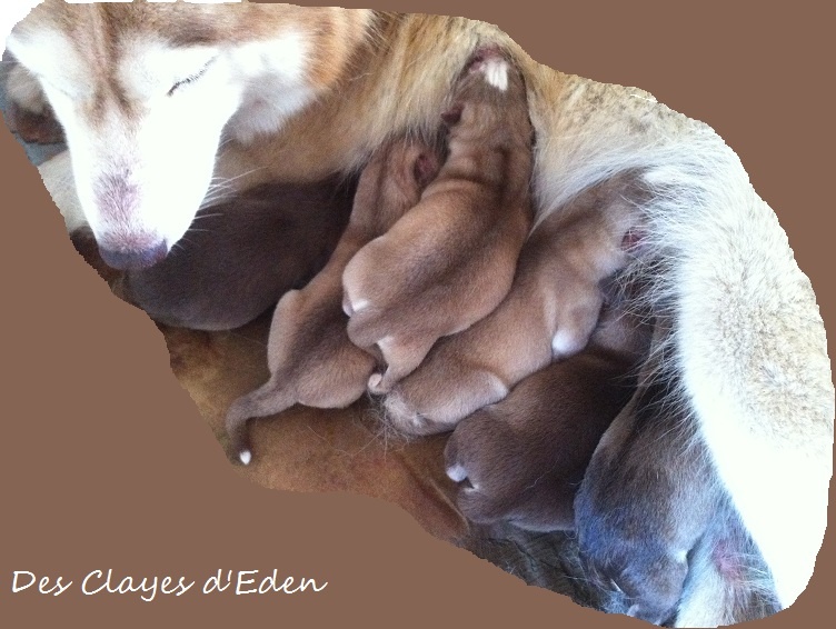 des Clayes d'Eden - Siberian Husky - Portée née le 23/10/2011