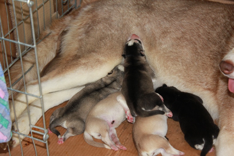 des Clayes d'Eden - Siberian Husky - Portée née le 18/10/2011