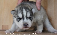 des Clayes d'Eden - Siberian Husky - Portée née le 25/10/2011