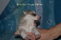 des Clayes d'Eden - Siberian Husky - Portée née le 02/12/2009