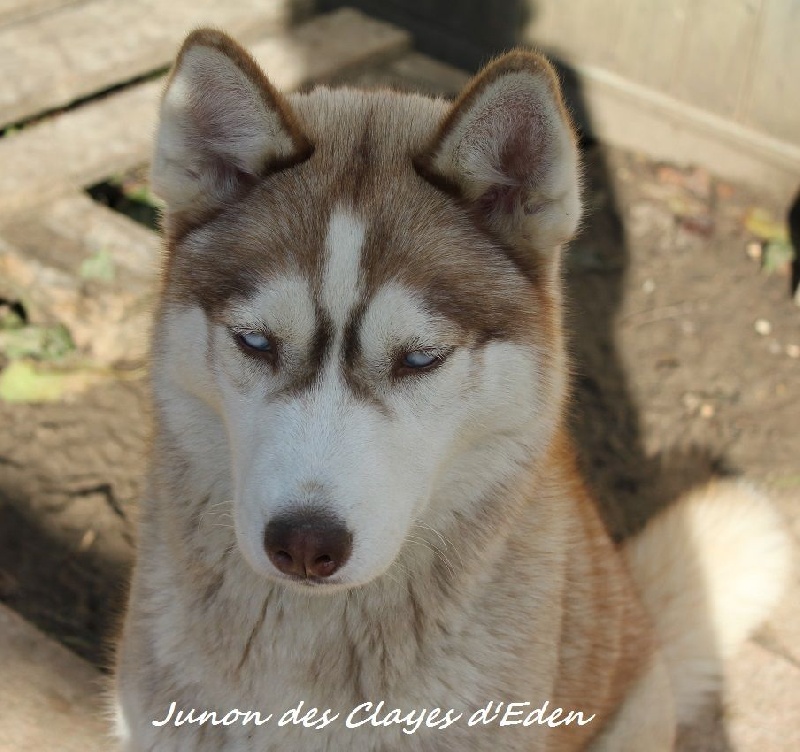 Junon des Clayes d'Eden