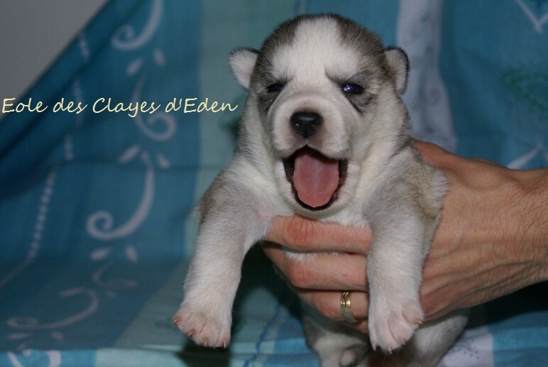 des Clayes d'Eden - Siberian Husky - Portée née le 02/12/2009